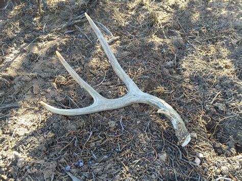 What to know if you're shed antler hunting in Colorado
